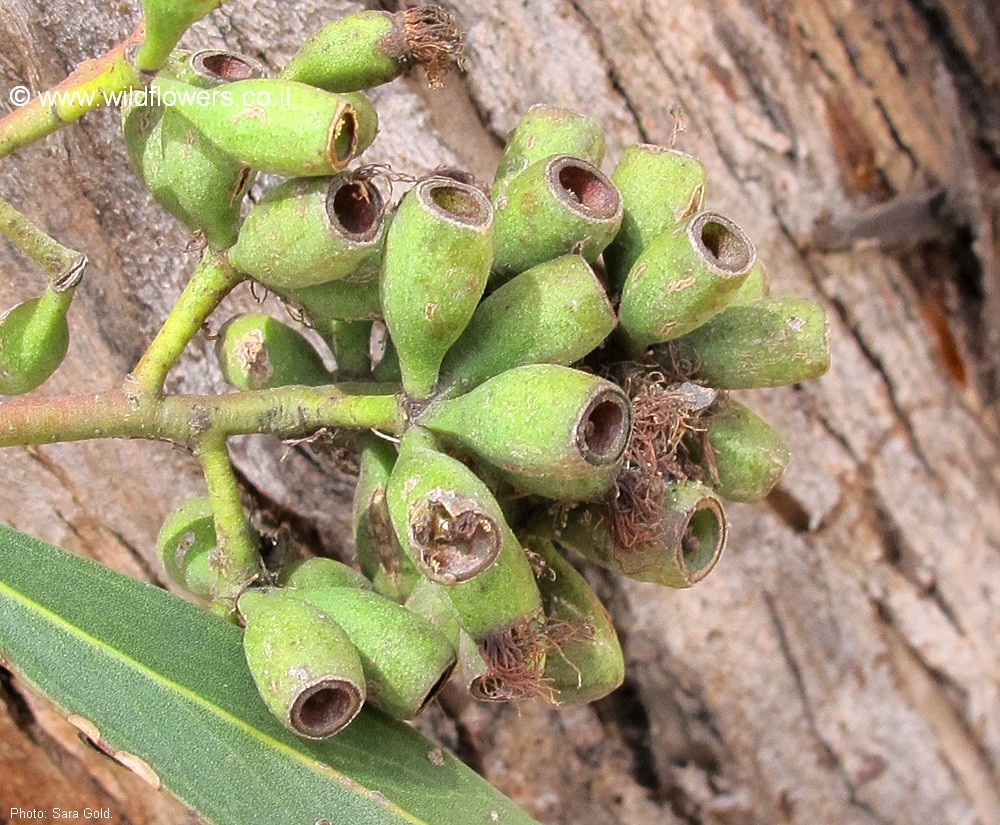 Eucalyptus  porosa
